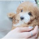 도레미캣 이미지