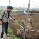 야생사슴농장 이미지