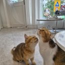 고양이 주택 | 봉천역 고양이카페 &#39;냥이주택&#39; 후기