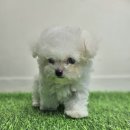 청주강아지분양 애견입양 애견미용 바른펫 이미지