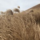 오가민박 이미지