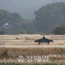 부여꽃 이미지
