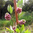 가나안농장 이미지