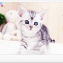 부천강아지분양 고양이분양 24시 데려가개 부천점 이미지