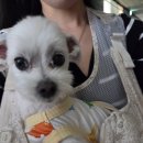 쉬다가개 애견호텔유치원 이미지