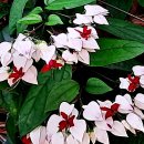 클레로덴드럼(Clerodendrum, 실내 공기정화 덩쿨식물) 이미지