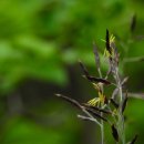 지리산큰나무 이미지