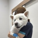 광주다온동물병원 네이버블로그