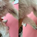 미닝데이 | 대구 애견미용 고민 끝! 미닝데이에서 만난 우리 강아지 맞춤 케어 후기