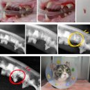 안 수의과병원 | 고양이 치아흡수성병변 TR, 스케일링과 발치 후기| 분당 용인 수술전문 동물병원