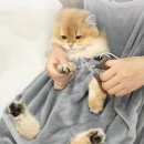 제이펫 이미지