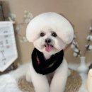 마벨독 이미지