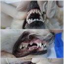 개명동물병원 이미지