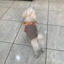 김수영 동물병원 이미지