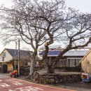 큰나무민박 이미지