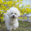 그루밍아지 이미지