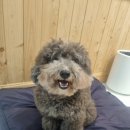 헬퍼독 애견펜션 이미지