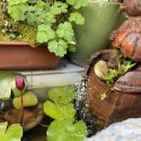 마르아줄 이미지