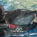 HELP KOREAN ACTIVISTS PREVENT IMPORT OF TAIJI DOLPHINS 이미지