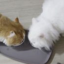 메이그루밍 이미지
