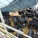 강원 염소 축산 이미지