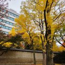 궁전유치원 | 덕수궁 무료 해설 투어 후기 서울 도심 속 가을 단풍과 역사여행