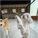 노케이지 | 우리 강아지 스트레스 없이! 진짜 자유로움을 경험한 천안애견유치원 노케이지 후기