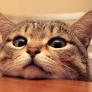 24시 청주이음동물의료센터 이미지