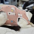 태백동물병원 이미지