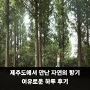 자연의향기 | 제주도에서 만난 자연의 향기 여유로운 하루 후기