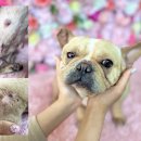 경북동물병원 이미지