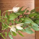 후쿠시아 애나벨 이미지