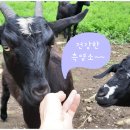 영남알프스식품 이미지