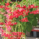 주식회사 엄지항공여행사 | 세부 여행 시티투어 비용 마지막날 출국팩 가격