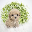 봉산동 강아지 이미지