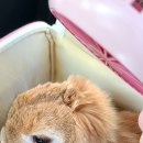 이안TL 이미지