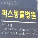 퍼스동물병원 | 용산구 용문동 동물병원 퍼스동물병원 위치 오는길 후기