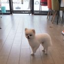 강아지 이발소 이미지