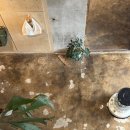 투스노스 이미지