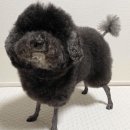 강아지 미용 이미지