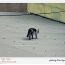 양철지붕위의고양이 이미지