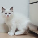 마마캐터리 네이버블로그