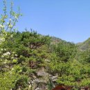 트리하우스 이미지