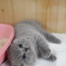 광주 고양이 분양 냥블리 광주점 이미지