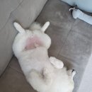 꽃단장하개