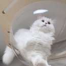 승현커텐 | 궁팡 후기 2탄- 그린웨일 슈슈타워와 잡담