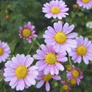 그대와 나 이미지