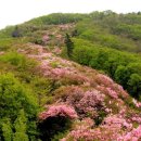 [제119차 정기산행] 경기도 남양주 축령산&서리산 철쭉산행 이미지