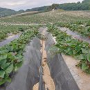 황등농장 이미지