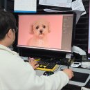댕댕이뽀샵 이미지